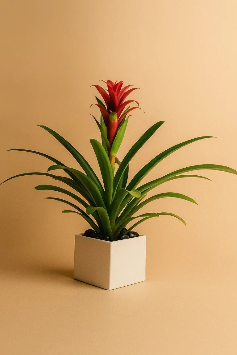 indoor plant bromelia
