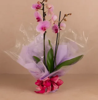 teresa orchid plant