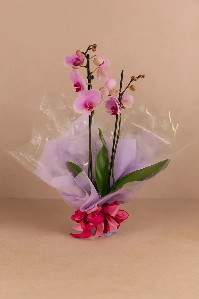 teresa orchid plant