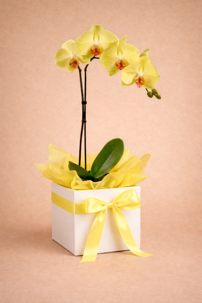 orchid plant in a white gift box with ribbon and tissue paper