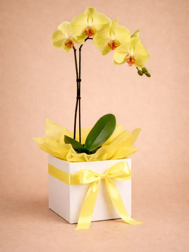 orchid plant in a white gift box with ribbon and tissue paper