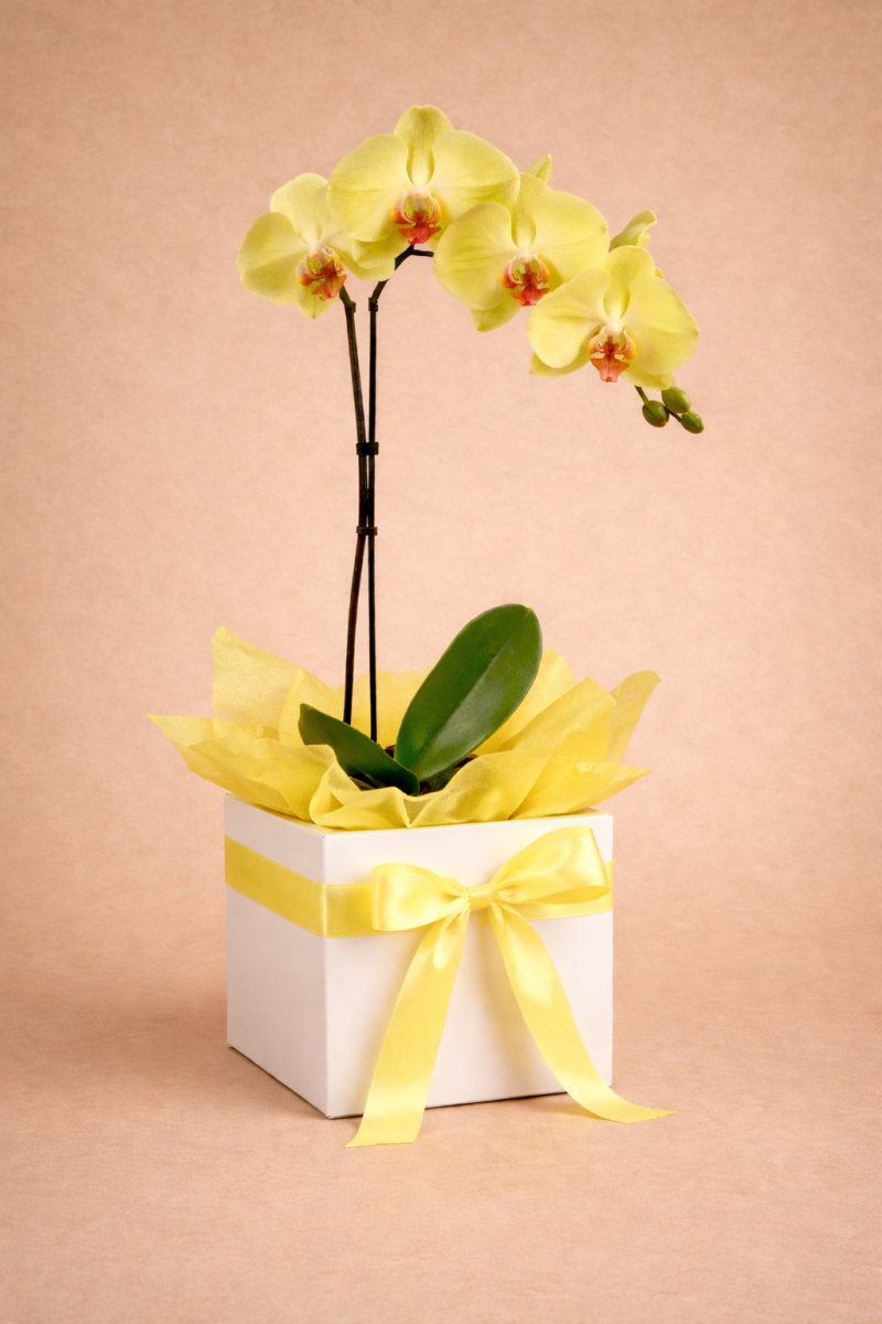 orchid plant in a white gift box with ribbon and tissue paper