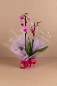 Pink orchid plant in decorative wrap Teresa orchid delivery Gold Coast