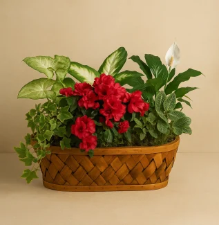 Mix Plant Basket Gold Coast