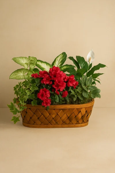 Mix Plant Basket Gold Coast