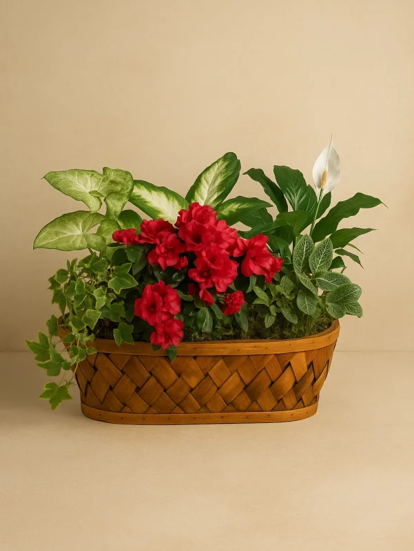 Mix Plant Basket Gold Coast