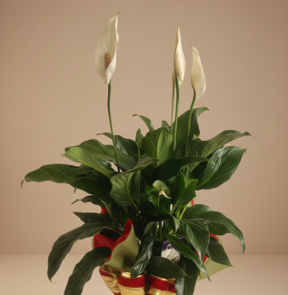 Peace Lily Plant