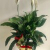peace lily 2