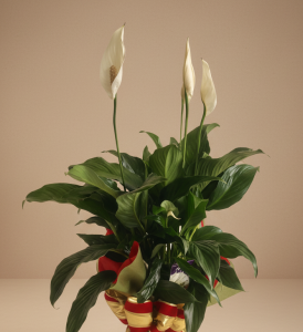 Peace lily plant Gold Coast with lush green leaves and white flowers, ideal indoor plant gift