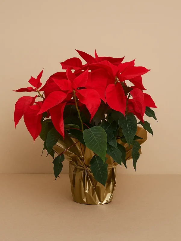 Red poinsettia plant Christmas flower in pot Gold Coast