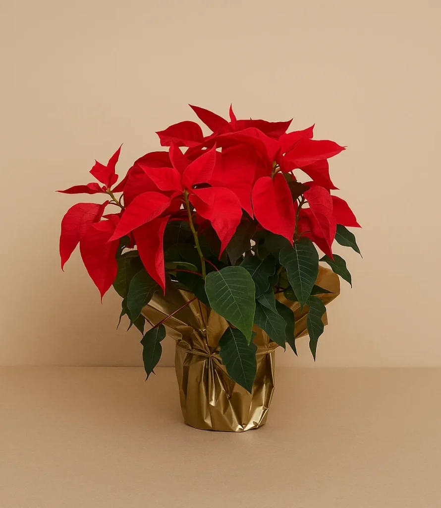 Red poinsettia plant Christmas flower in pot Gold Coast