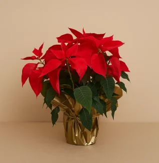 indoor plant poinsettia