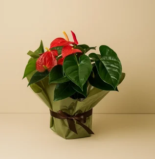 Red anthurium plant gift – Flowers of Southport indoor delivery