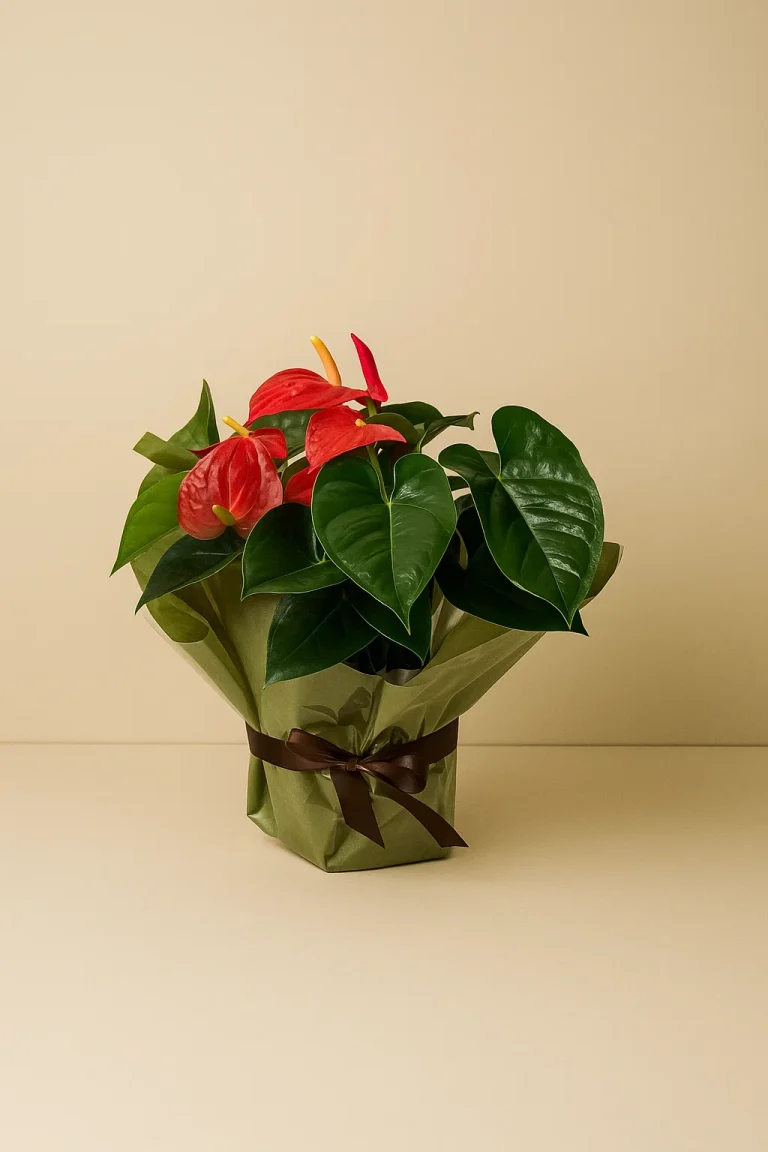 Red anthurium plant gift – Flowers of Southport indoor delivery
