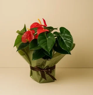 Red anthurium potted plant Gold Coast indoor plant gift