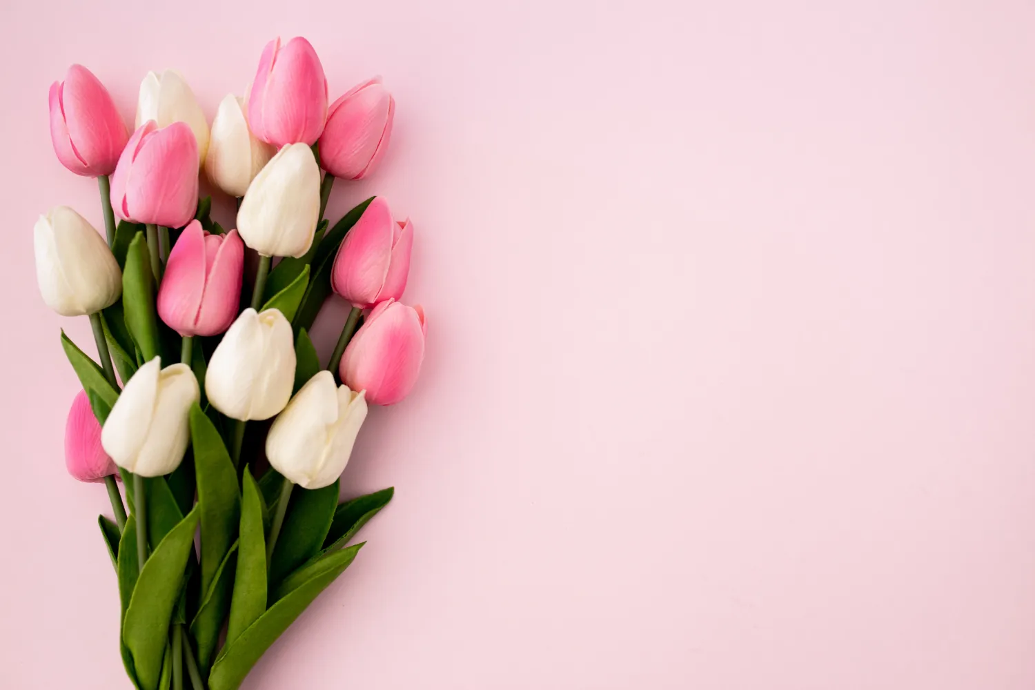 Tulips bouquet pink background with copyspace