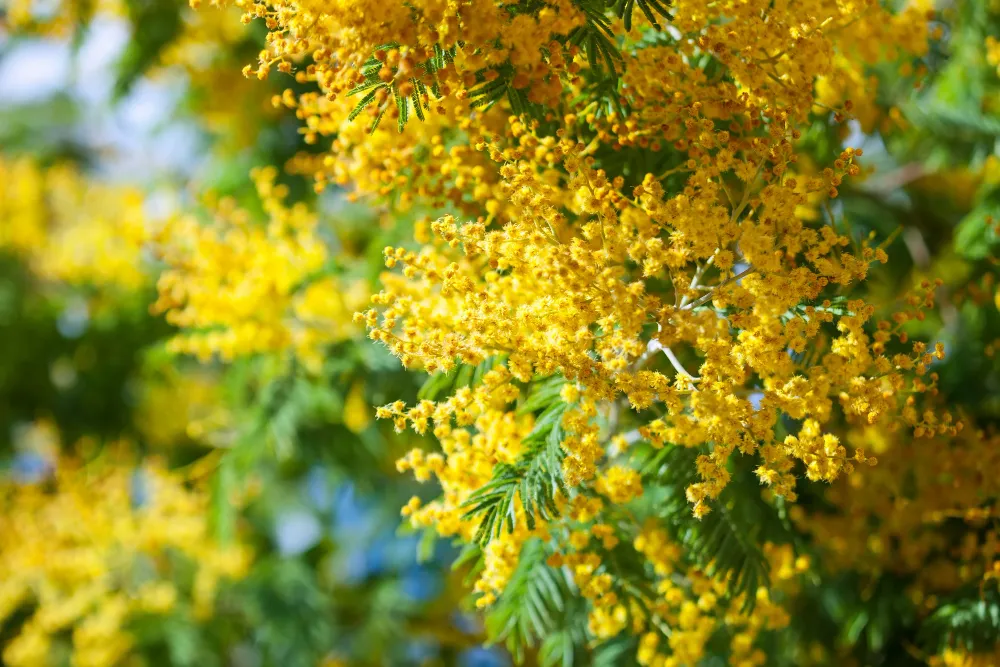 Acacia
