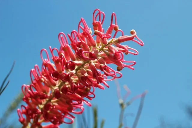 Grevillea