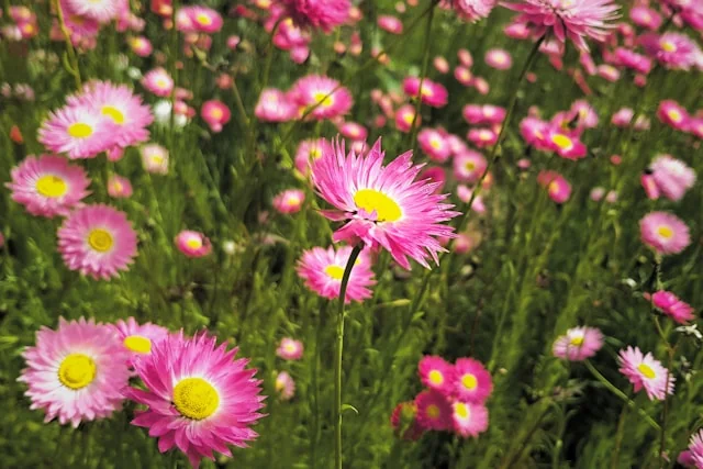 Paper daisy