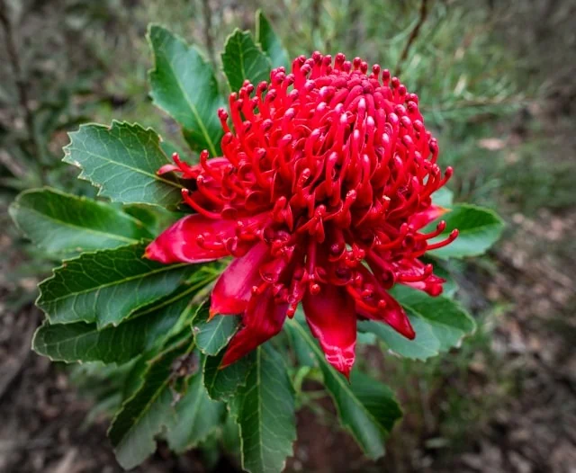 Waratah 1
