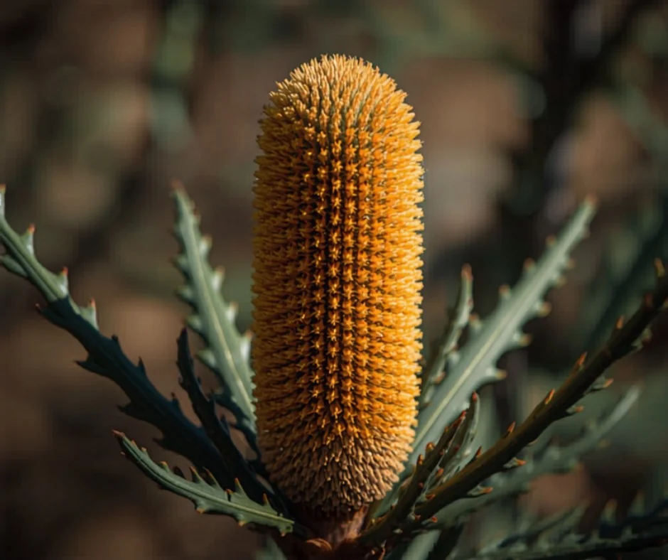 Banksia flower australian native gold coast
