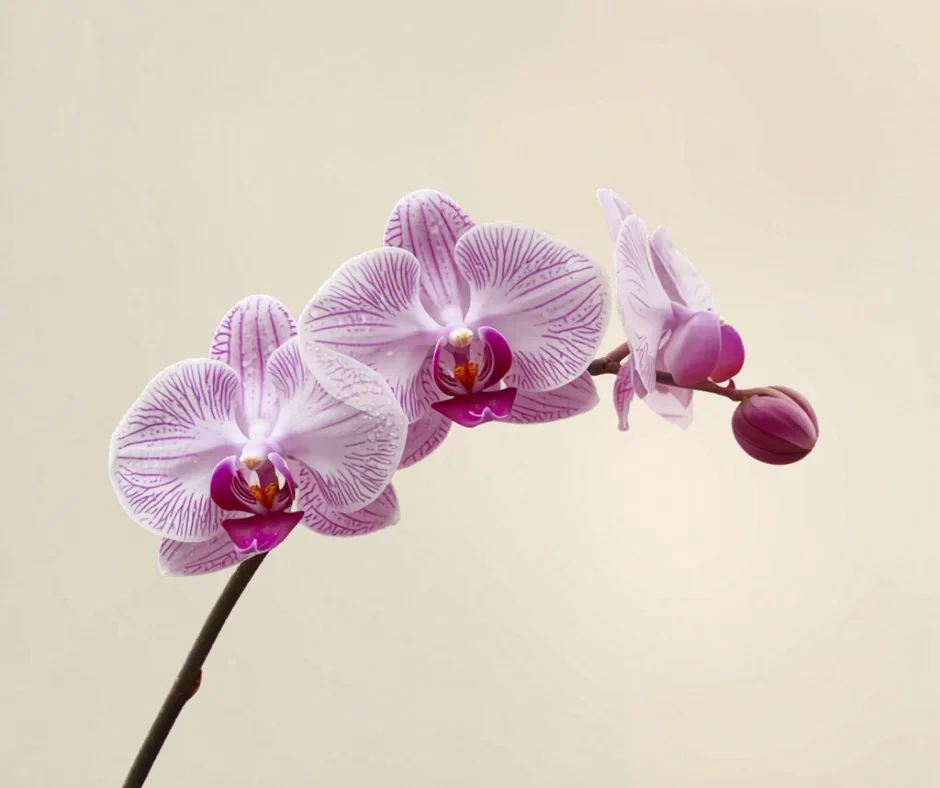 Phalaenopsis orchid flowers gold coast