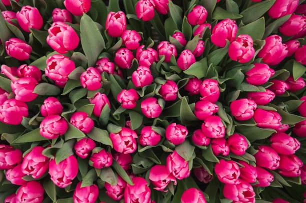 Bright pink tulip bouquet shot from above, fresh tulips by Flowers of Southport Gold Coast florist