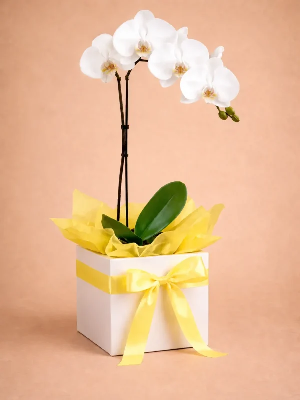 White orchid plant - elegant Gold Coast florist gift, same-day delivery